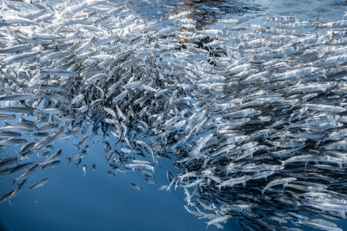 Mexico Sardine Run