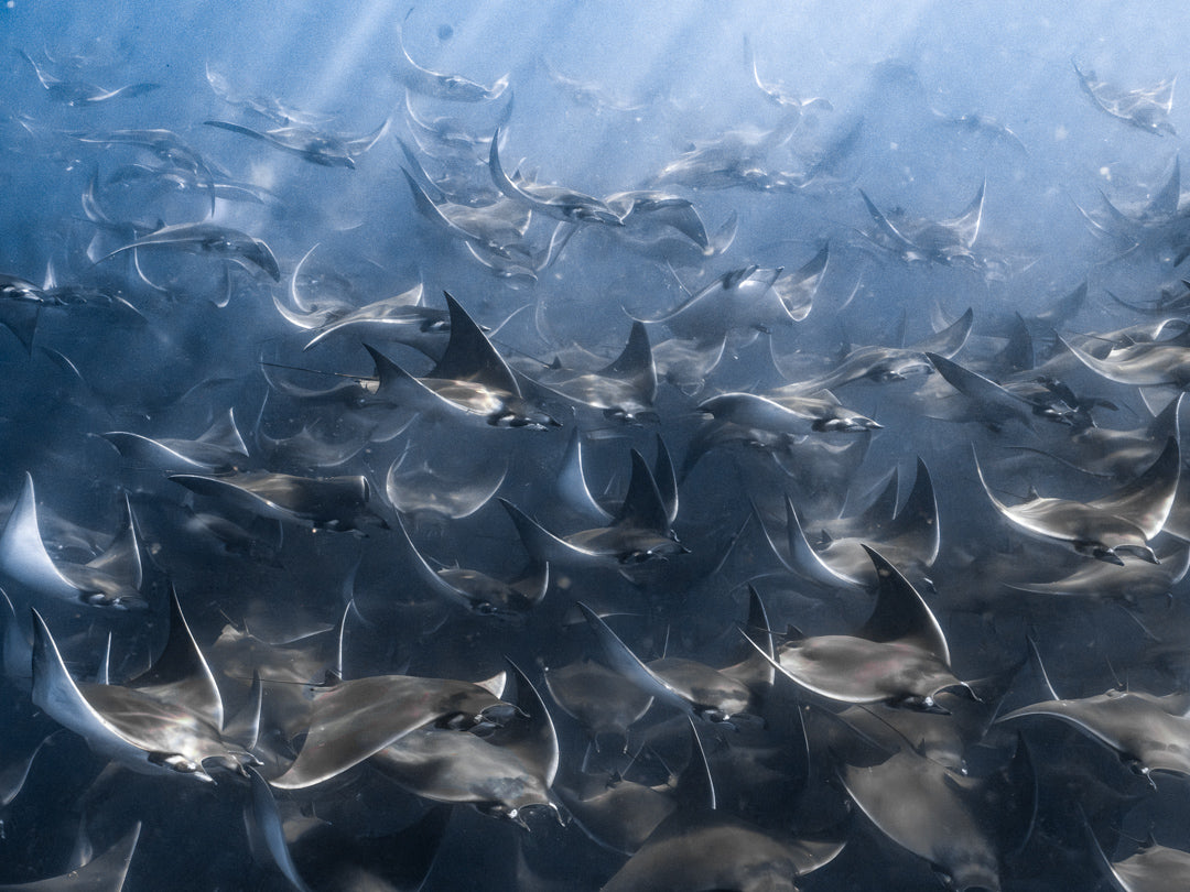 Mobula Ray Migration - Deposit