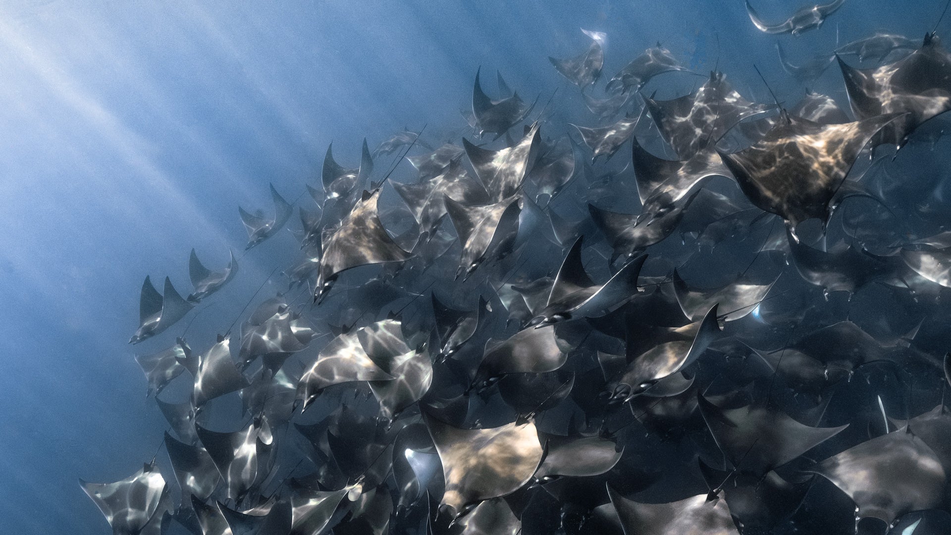 Mobula Ray Migration Freediving Retreat